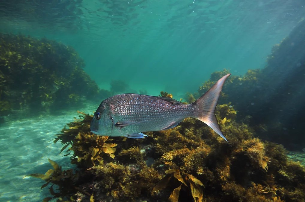 a fish swimming in the ocean