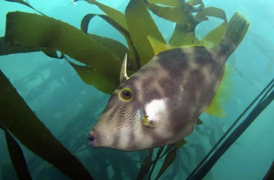 leatherjacket-clearyak