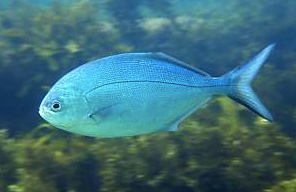 closeup of a fish in the sea