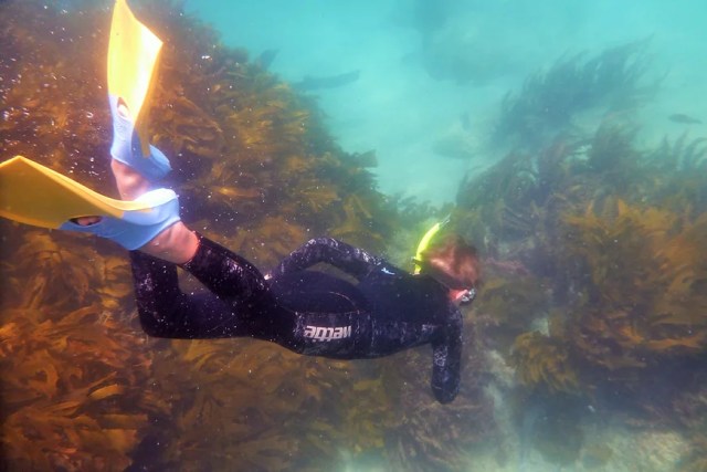 Person Snorkelling Person Snorkelling at Goat Island Marine Reserve